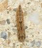 Emmelina monodactyla